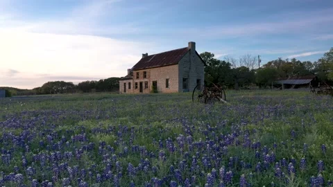 Establishing Shot - Super Bloom, barn in bright bluebonnets Texas Hill Country Stock Footage 237848272