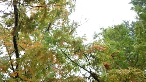 Establishing shot wide angle overcast cloudy forest static shot. Stock Footage 255266995