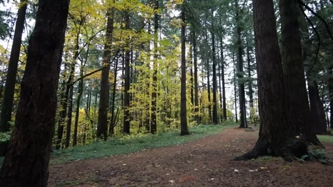 Establishing shot wide angle overcast cloudy forest static shot. Stock Footage 255267009