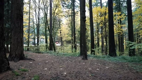 Establishing shot wide angle overcast cloudy forest static shot. Stock Footage 255267133