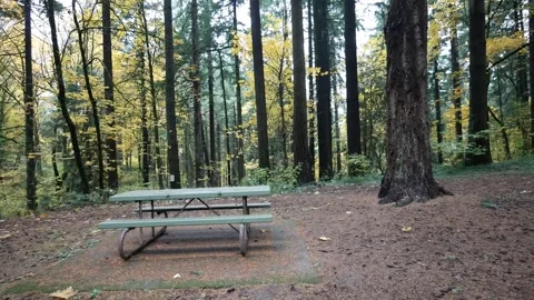 Establishing shot wide angle overcast cloudy forest static shot. Stock Footage 255267142