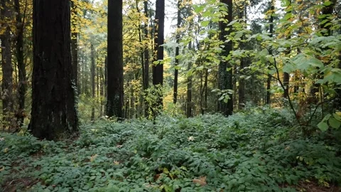 Establishing shot wide angle overcast cloudy forest static shot. Stock Footage 255267144