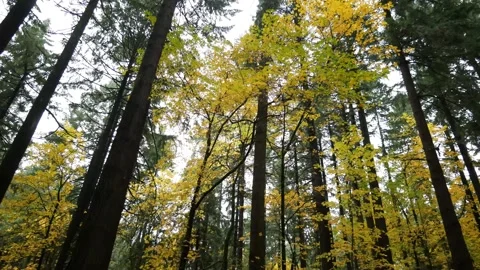 Establishing shot wide angle overcast cloudy forest static shot. Stock Footage 255267145