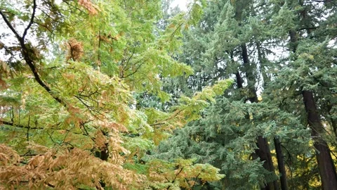 Establishing shot wide angle overcast cloudy forest static shot. Stock Footage 255267201
