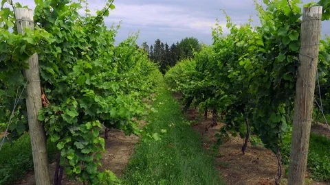 Establishing shot of zoom in between rows of grape vines. Stock Footage 77765585