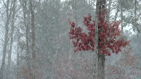 Establishing shots of snow falling in forest with dark red maple leaves. Stock Footage 170205100