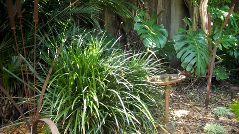 Establishment shot backyard garden Stock Footage 97635923