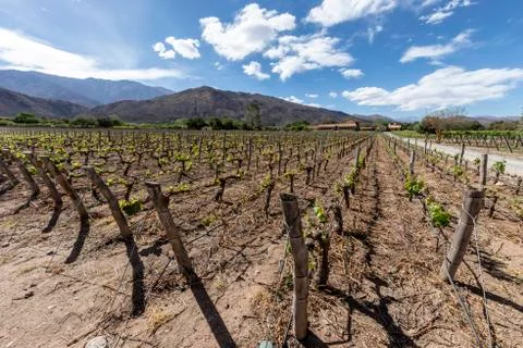 Estancia Colome, vineyards located in the high Calchaqui valley at 2300 meters Stock Photos