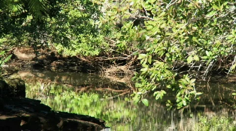 Estero River Zoom Stock Footage 305322