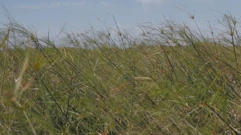 Esteros de Iberá Video stock 101034404