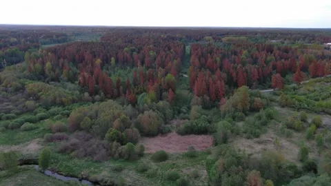 Estonian forest at the dawn 動画素材 245859892