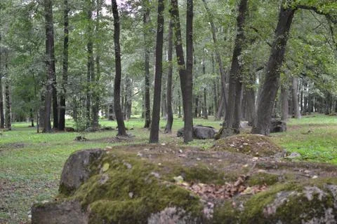 Estonian Forest Stock Photos