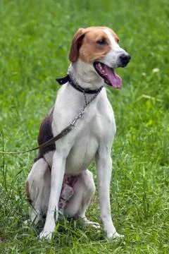 Estonian hound Stock Photos