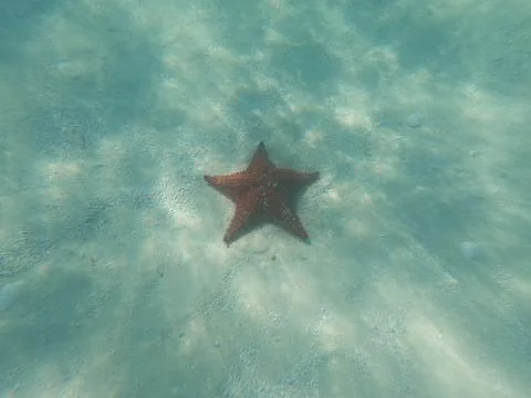 Estrella de mar Stockfoto's