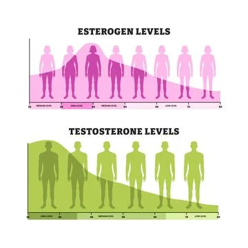 Estrogen and Testosterone Hormone Level, educational medical poster design .. Stock Illustration