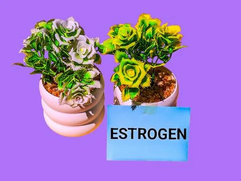 Estrogen concept with artificial flower tree and words Stock-Fotos
