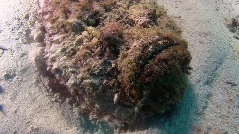 Estuarine stonefish Stockbeeldmateriaal 78209933