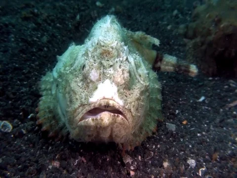 Estuarine stonefish (Synanceia horrida) in Lembeh strait Indonesia Stock Footage