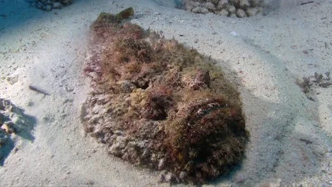 Estuarine stonefish (Synanceia horrida) poison fish, swimming underwater Stock Footage