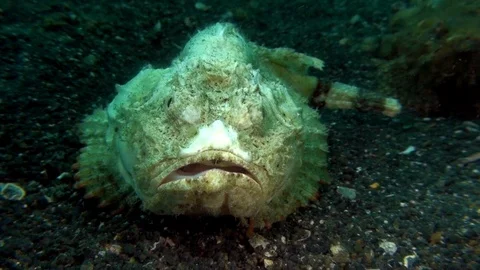 Estuarine stonefish (Synanceia horrida) on the sand in the night Vidéo 90838062