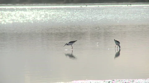Estuary bird chase Stock Footage 318923