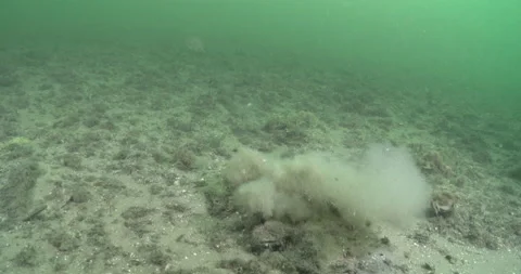 Estuary cuttlefish fleeing on sandy silty estuary Sepia underwater UP42011 Stock Footage 100616545