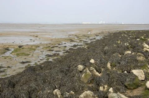 Estuary Stock Photos