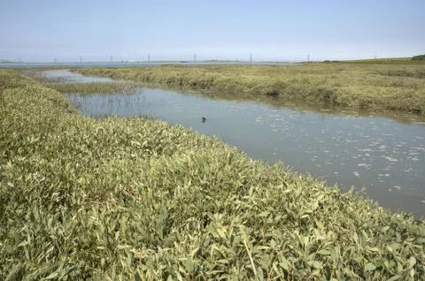 Estuary Stock Photos