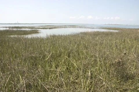 Estuary Stock Photos