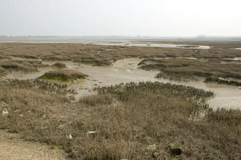 Estuary Stock Photos