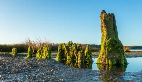 Estuary Posts Stock Photos
