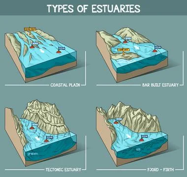 Estuary types Stock Illustration