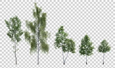 Et of 3D birch trees isolated on PNGs transparent background Stock Illustration