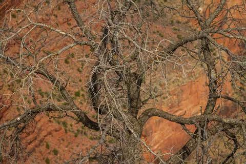 Etail of bare tree branches 스톡 사진