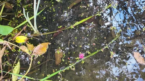 Etals and Leaves Floating in Puddle 4K Video Stock Footage 317627125