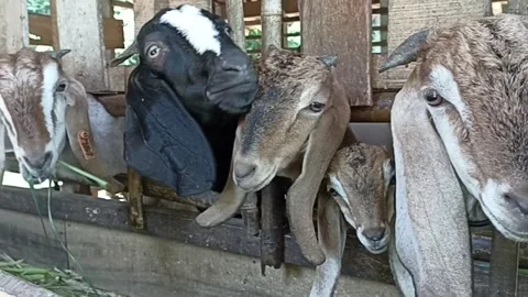 Etawa  Goat looking at the camera Stock Footage 235962455