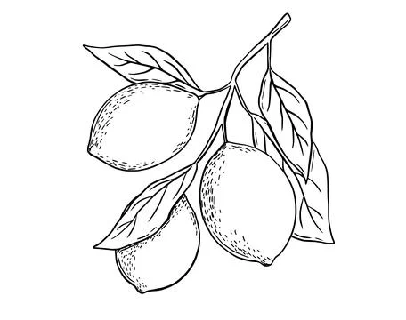 Etching lemon with leaves. Fruit tree branch hand drawn sketch, whole fresh Stock Illustration