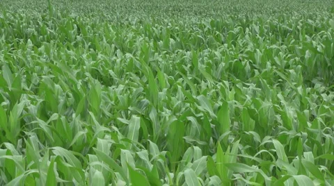 Eternal Field of Corn Stock Footage 2194362