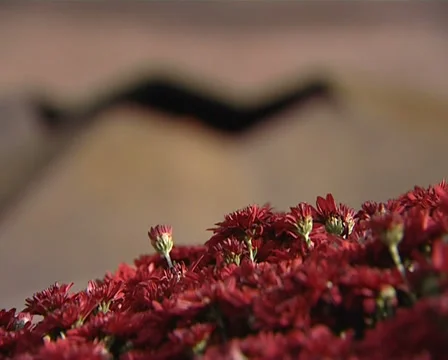 Eternal fire Stock Footage 31906842