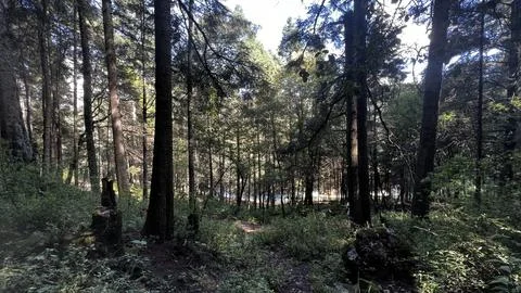The eternal forest Stock Photos