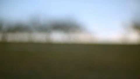 Etheral Trees in Autumn Stock Footage 127268173