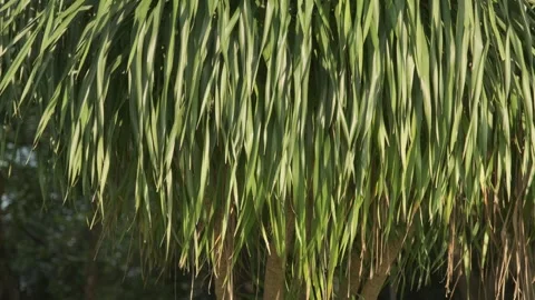 Ethereal Backlight: Translucent Green Leaves Swaying in a Gentle Breeze Stock Footage 318310802
