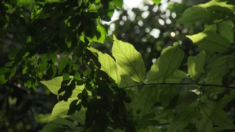 Ethereal Backlight: Translucent Green Leaves Swaying in a Gentle Breeze Stock-Footage 318311106