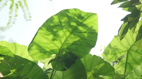 Ethereal Backlight: Translucent Green Leaves Swaying in a Gentle Breeze Stock Footage 318311710