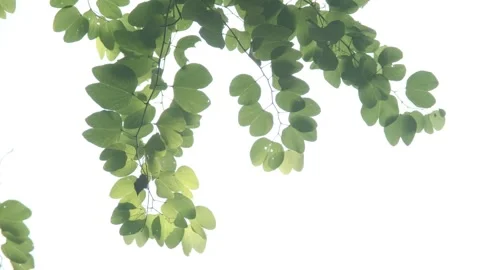Ethereal Backlight: Translucent Green Leaves Swaying in a Gentle Breeze Stock-Footage 318311819