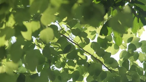 Ethereal Backlight: Translucent Green Leaves Swaying in a Gentle Breeze Stock Footage 318311939