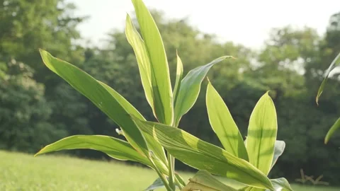Ethereal Backlight: Translucent Green Leaves Swaying in a Gentle Breeze Stock-Footage 318313239