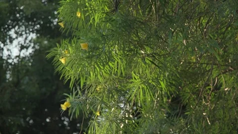 Ethereal Backlight: Translucent Green Leaves Swaying in a Gentle Breeze Stock Footage 318313524