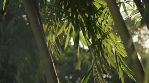 Ethereal Backlight: Translucent Green Leaves Swaying in a Gentle Breeze Stock Footage 318314709
