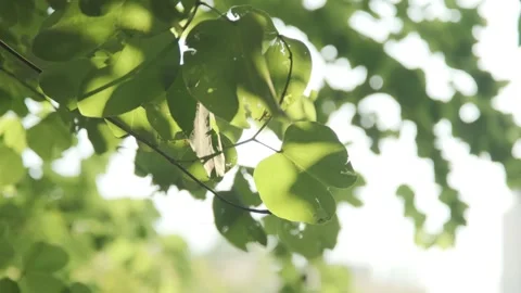 Ethereal Backlight: Translucent Green Leaves Swaying in a Gentle Breeze Stock-Footage 318315273